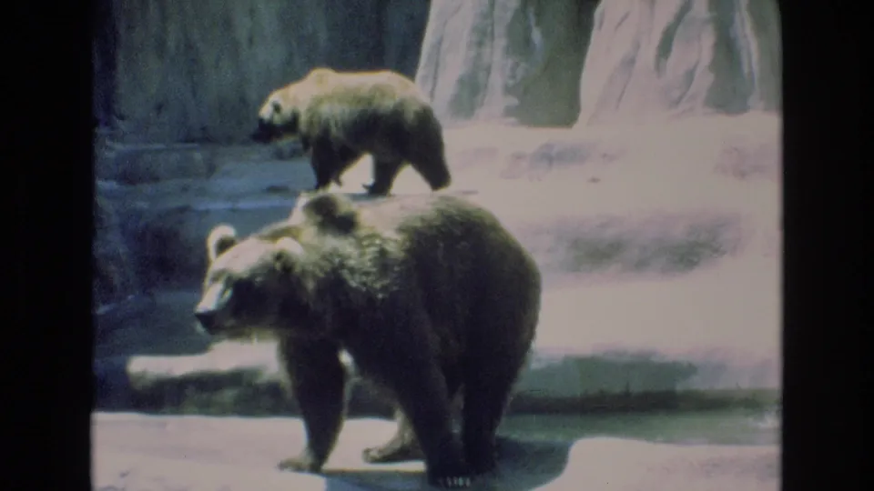 1973 Colorado Springs 8mm frame with a large grizzly bear standing in the foreground and a second bear crossing the raised platform behind it in the zoo enclosure.