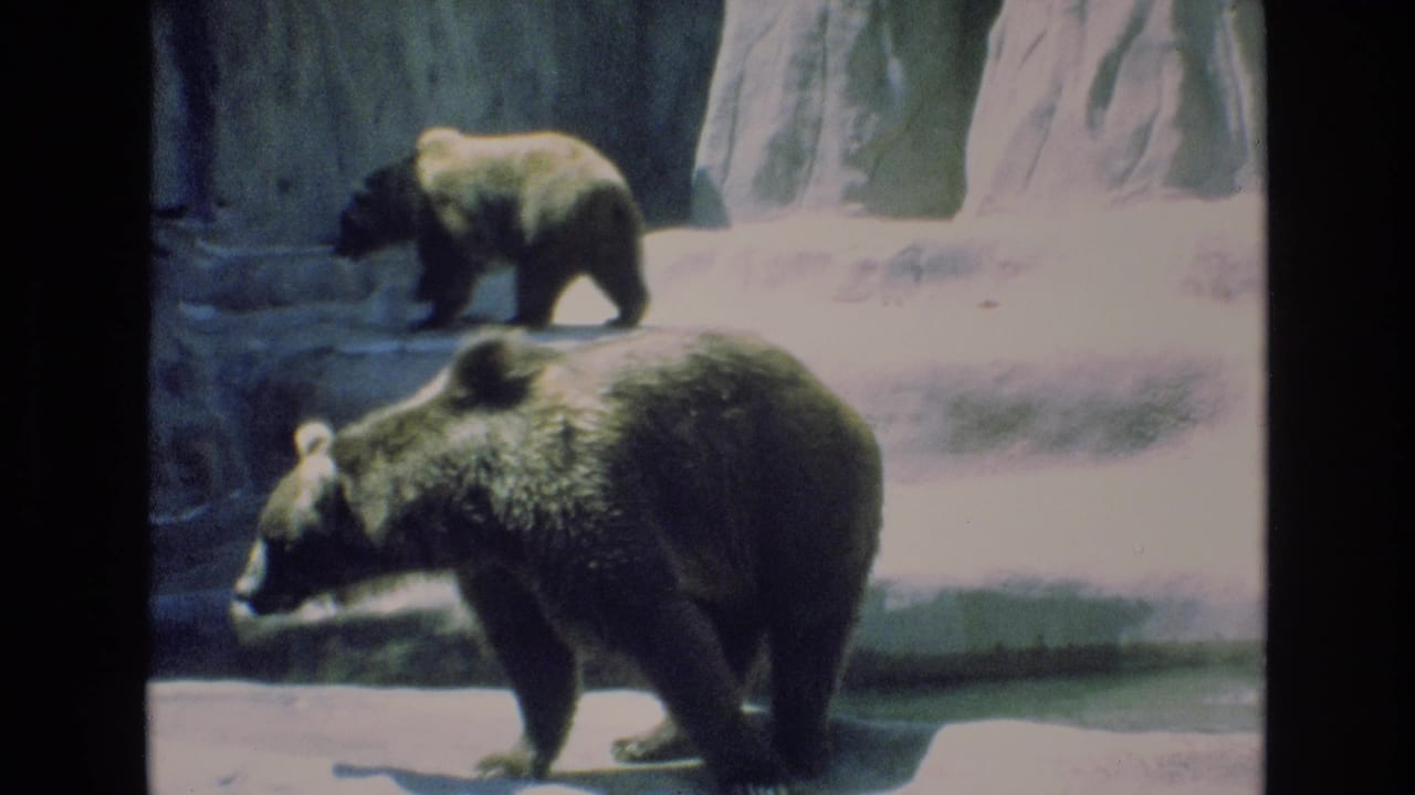 1973 Colorado Springs 8mm footage shows two grizzly bears in a sunlit artificial rock zoo enclosure, one walking near the camera and one crossing a rear ledge.