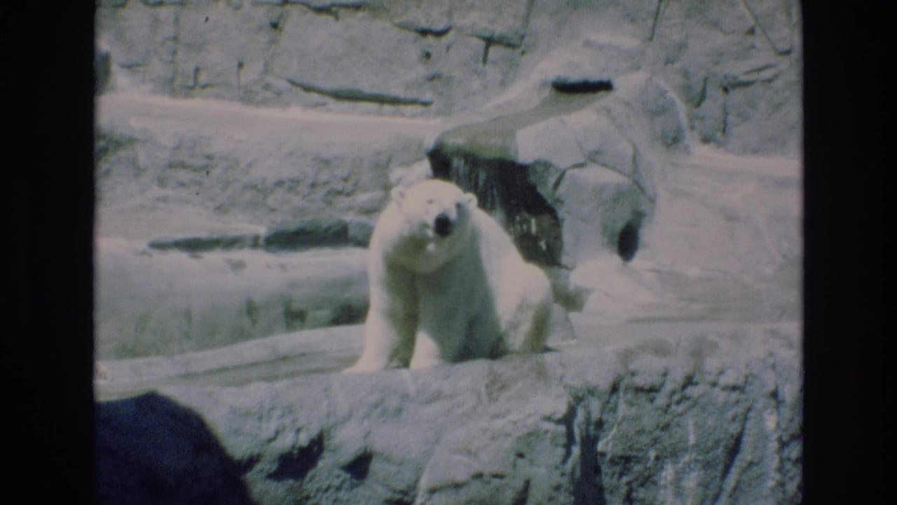Polar bear sitting on a stone ledge inside a rocky zoo enclosure.