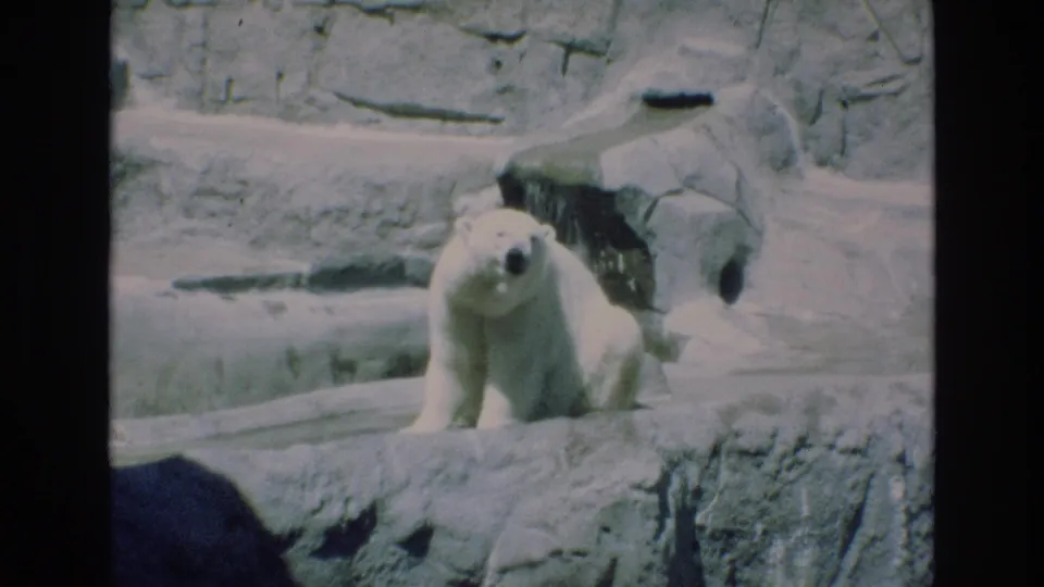 1973 Colorado Springs 8mm footage shows a polar bear seated on a stone ledge in an artificial rocky zoo habitat, facing toward the camera.