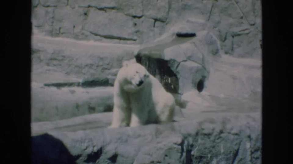 1973 Colorado Springs 8mm footage shows the polar bear upright on a stone ledge, framed by artificial rockwork and soft home-movie exposure.