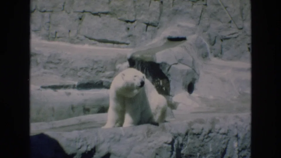 1973 Colorado Springs 8mm footage shows a polar bear resting on a ledge within a constructed rocky zoo enclosure, with soft grain and slight exposure variation.