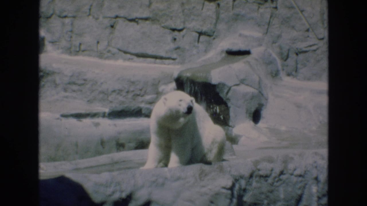 A polar bear stands on rocky terrain near a stone den-like structure in 1973 Colorado Springs zoo home-movie footage.