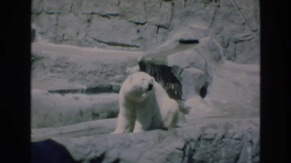 A polar bear stands on rocky terrain near a stone den-like structure in 1973 Colorado Springs zoo home-movie footage.