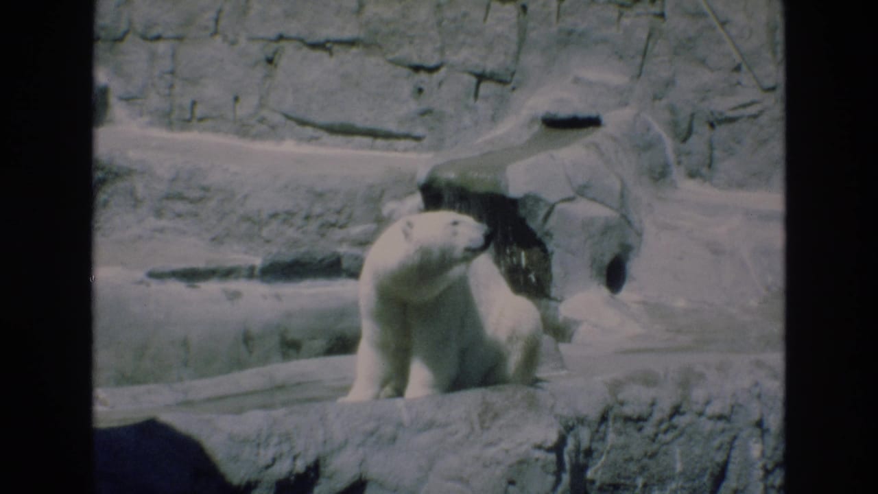 Polar bear looking across a rocky zoo habitat beside a stone shelter.