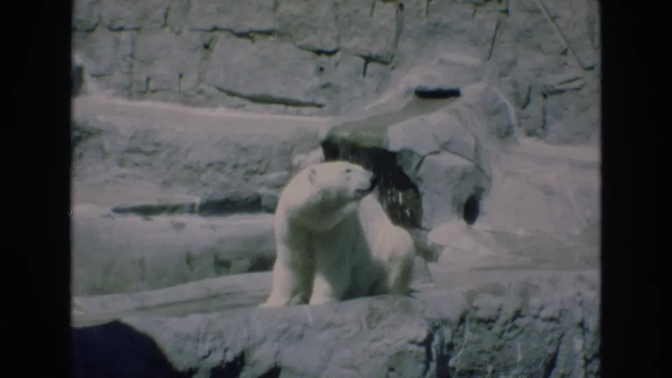 The polar bear turns its head within a rocky zoo habitat, with a stone shelter and enclosure rockwork visible behind it.