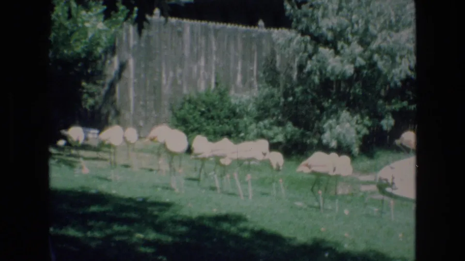 A group of pale birds, possibly flamingos or similar zoo birds, gathers on a grassy area near shrubs and a tall fence in the same zoo setting.