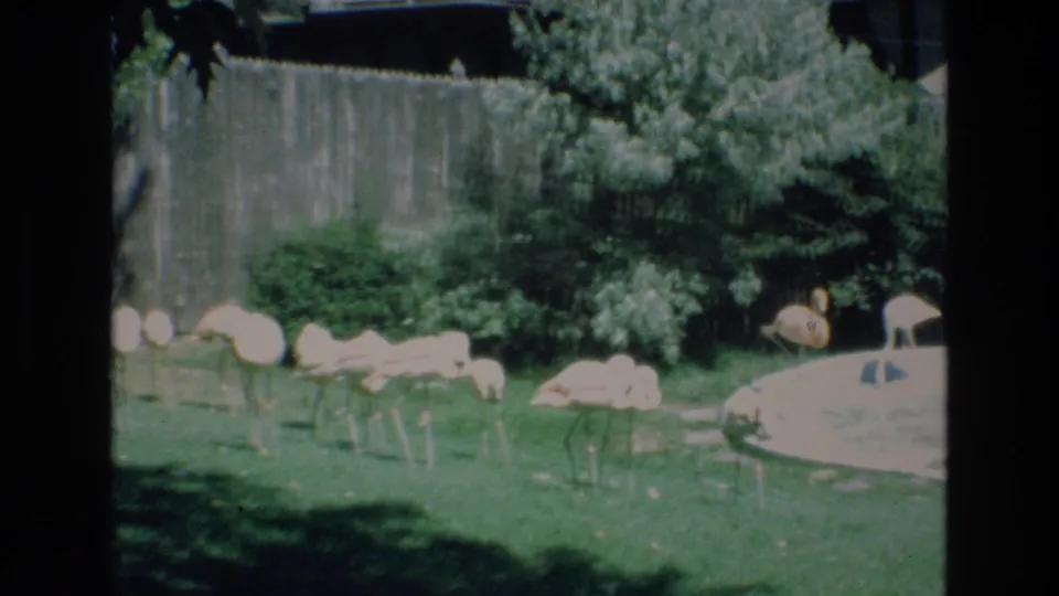 Pale zoo birds rest and stand in a grassy enclosure bordered by shrubs and fencing, seen in faded 8mm color.