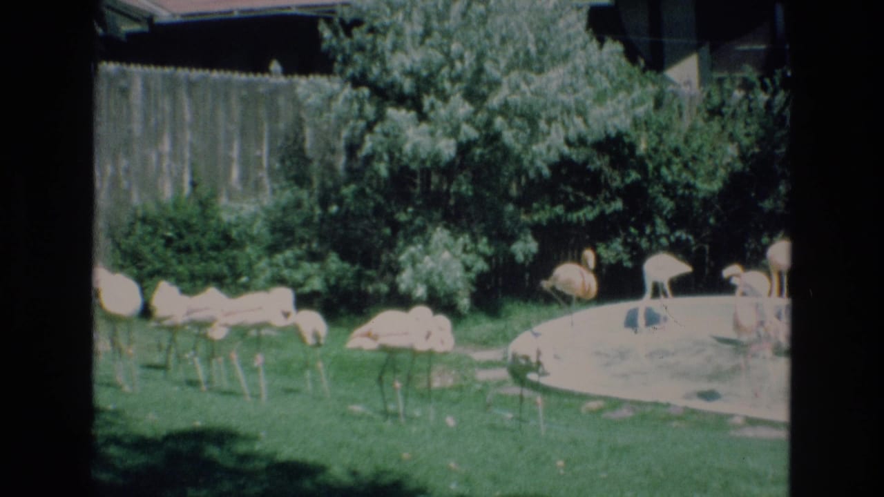 1973 Colorado Springs home-movie frame showing pink flamingos spread across a grassy backyard, with shrubs, a fence, and a circular pool behind them.