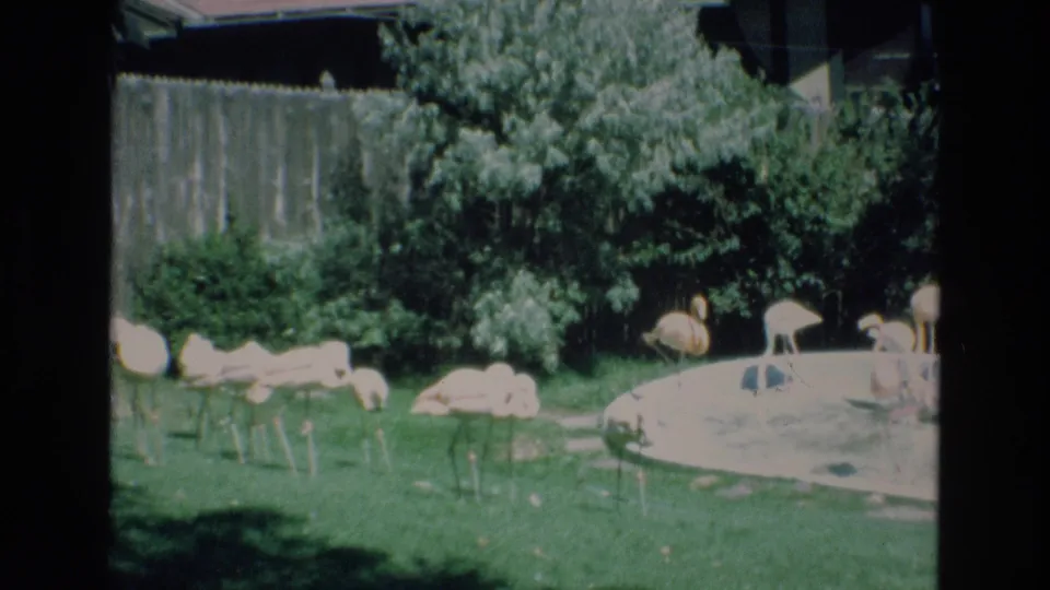 1973 Colorado Springs home-movie frame showing pink flamingos spread across a grassy backyard, with shrubs, a fence, and a circular pool behind them.