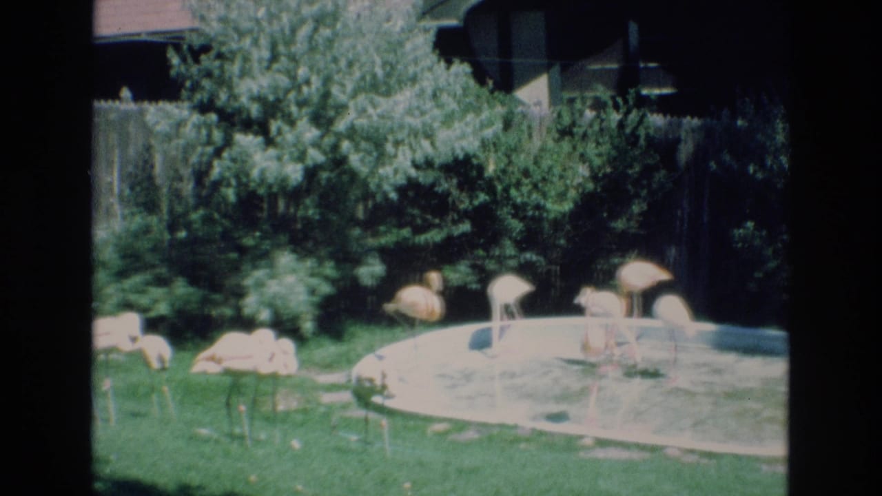 Flamingos cluster near a pale circular backyard pool with shrubs and fencing behind.