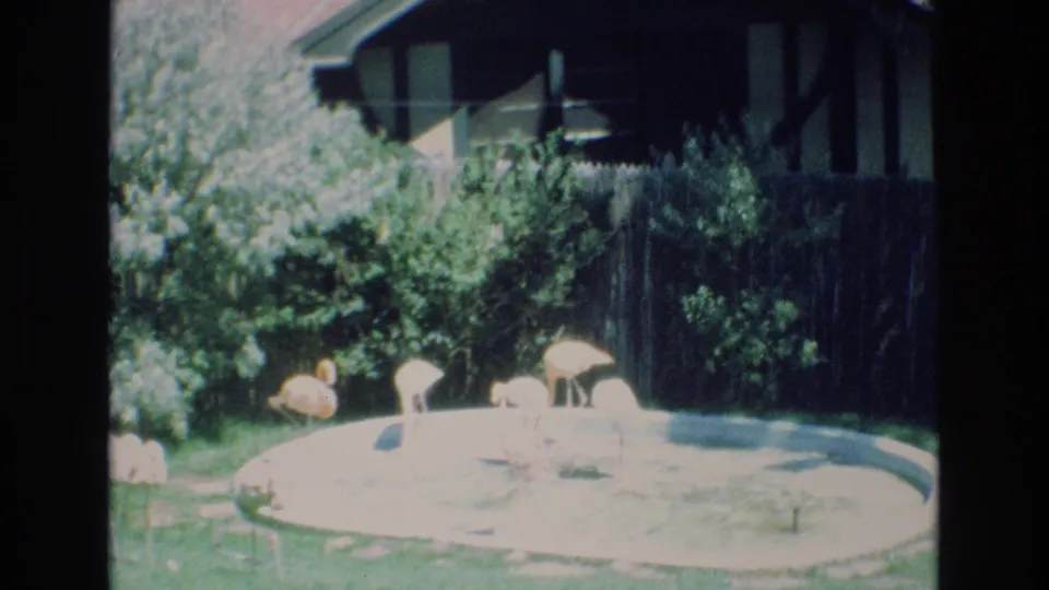 1973 Colorado Springs home-movie frame with flamingos around a shallow circular pool, backed by a wooden fence, bushes, and part of a house.