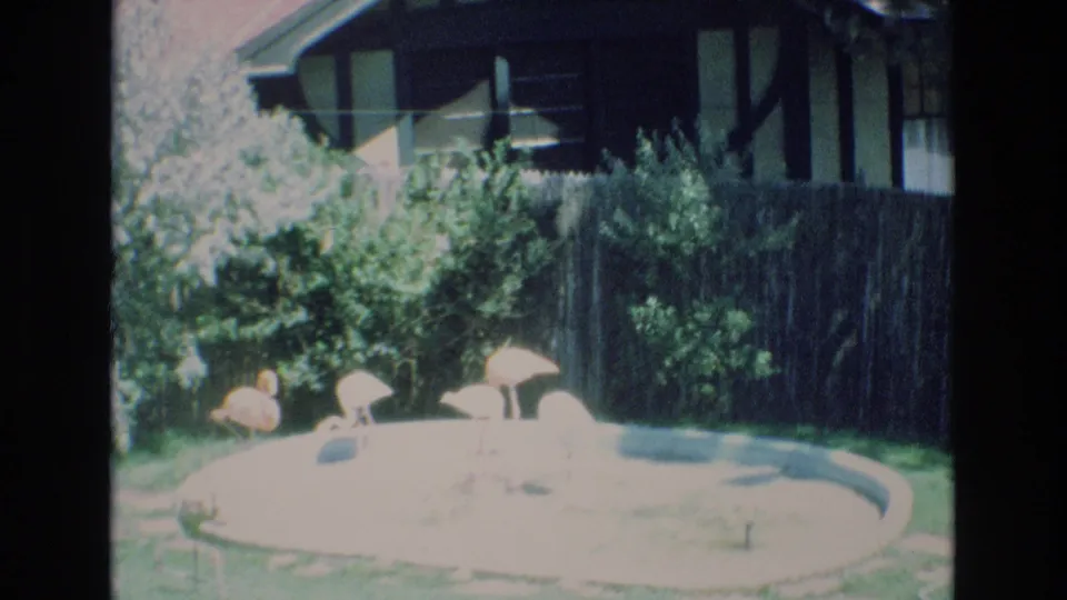 1973 Colorado Springs home-movie frame showing flamingos in a fenced residential yard, with a bright circular pool, shrubs, and house exterior partly visible.
