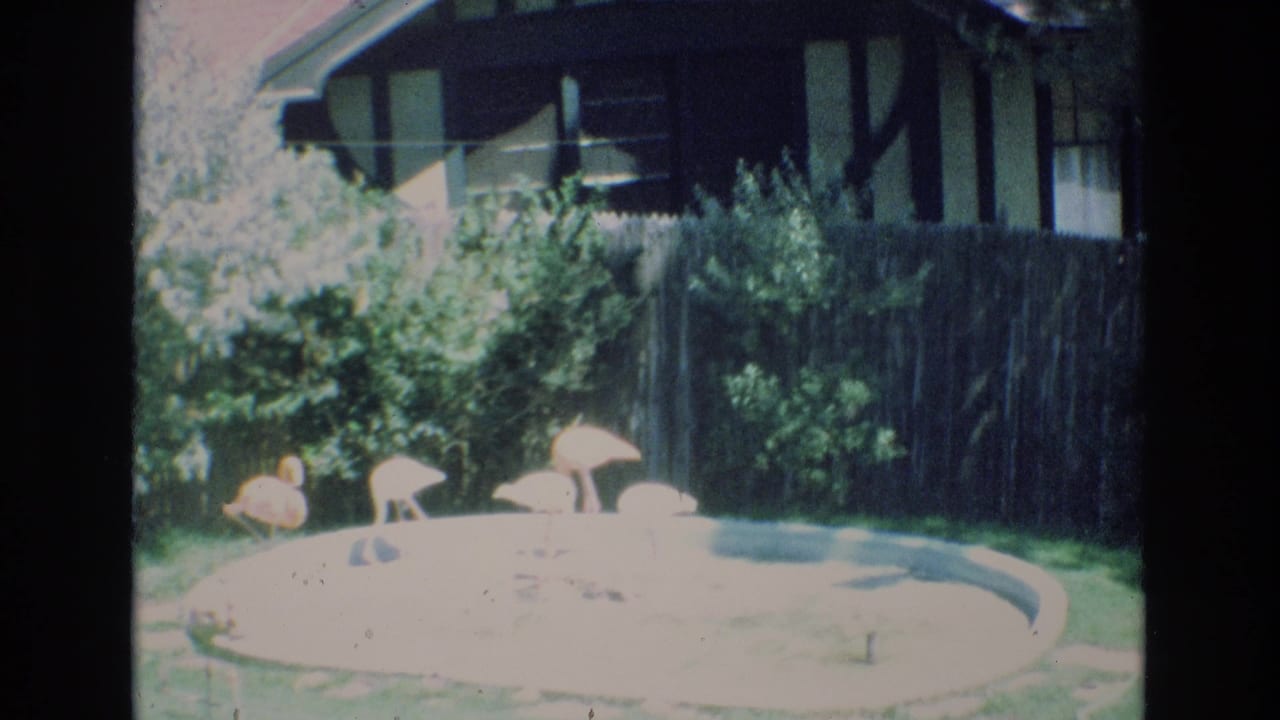 1973 Colorado Springs 8mm frame showing pink flamingos near a sunlit circular pond, with green bushes, a wooden fence, and a Tudor-style house exterior in the background.