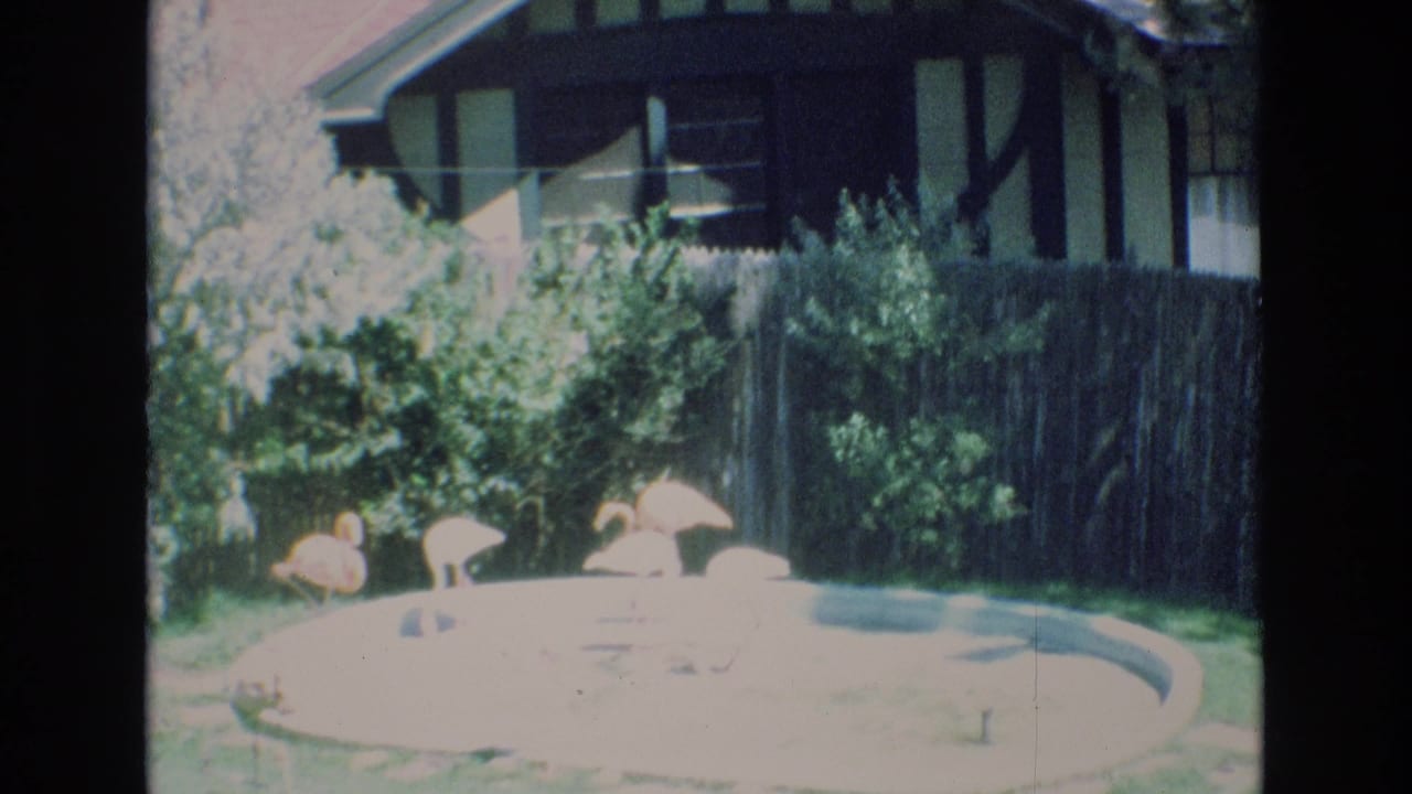 1973 Colorado Springs 8mm frame with flamingos bending and standing beside a bright backyard pond, framed by shrubs, fencing, and a dark-trimmed house exterior.
