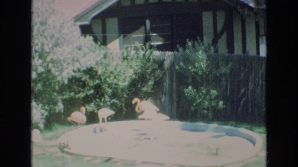 1973 Colorado Springs 8mm frame showing flamingos at a shallow circular pond, with bright exposure, leafy shrubs, a wooden fence, and residential architecture beyond.