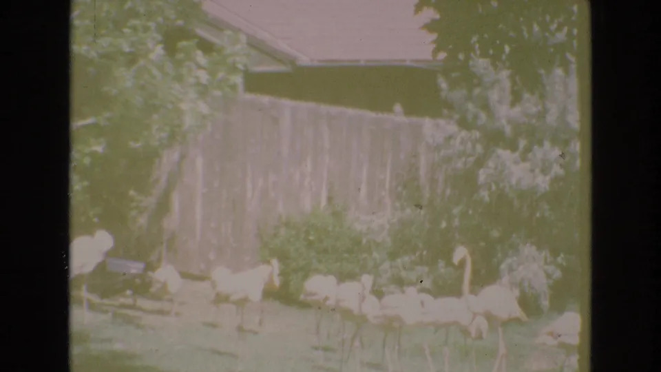 1973 Colorado Springs 8mm frame showing a wider, slightly faded view of flamingos near a pond, backed by a wooden fence, trees, shrubs, and a house roofline.