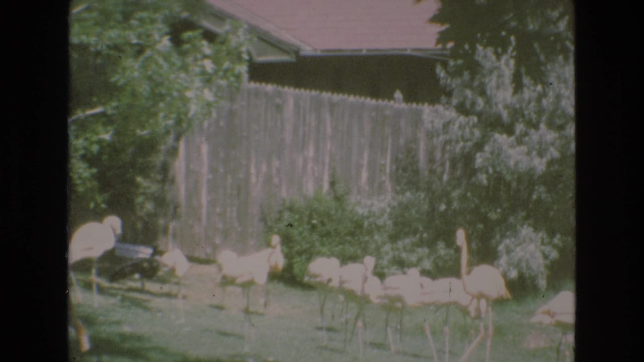 1973 Colorado Springs home-movie frame showing flamingos gathered in a grassy zoo enclosure with a fence, shrubs, and soft faded color.
