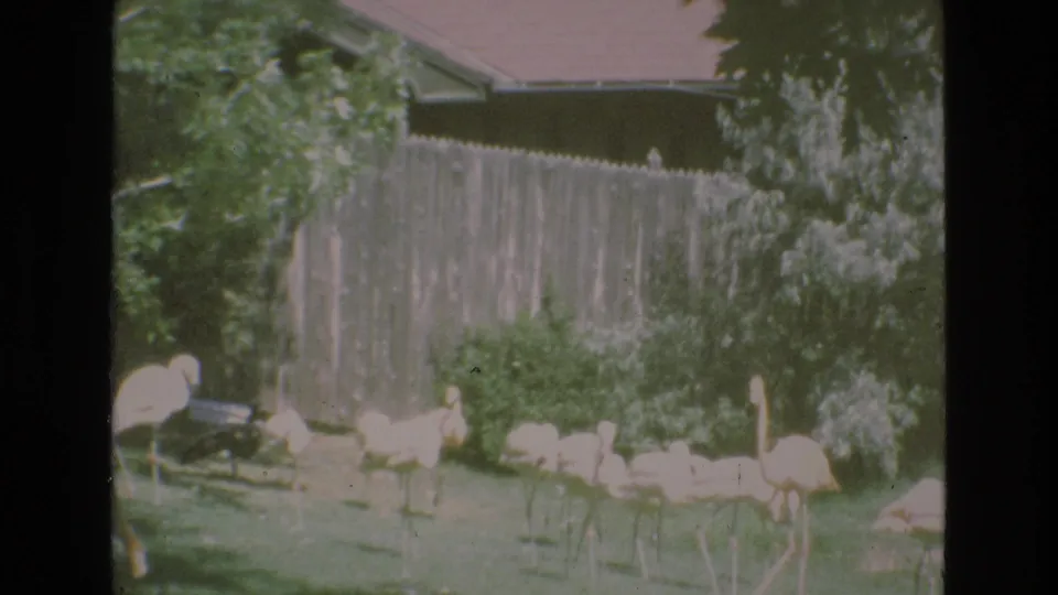 1973 Colorado Springs home-movie frame showing flamingos gathered in a grassy zoo enclosure with a fence, shrubs, and soft faded color.