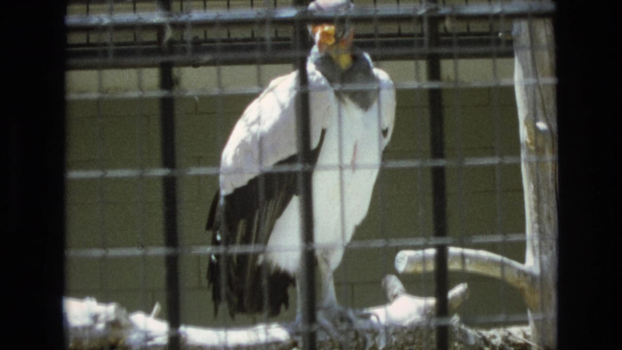 1973 Colorado Springs zoo frame showing a large caged bird with white and black plumage and a colorful head standing behind wire bars near a perch.