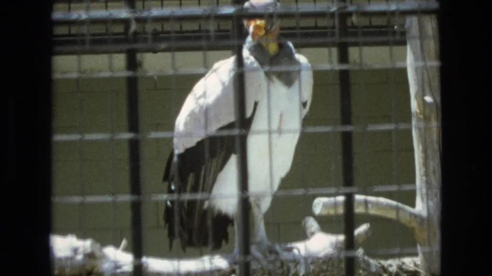 1973 Colorado Springs zoo frame showing a large caged bird with white and black plumage and a colorful head standing behind wire bars near a perch.