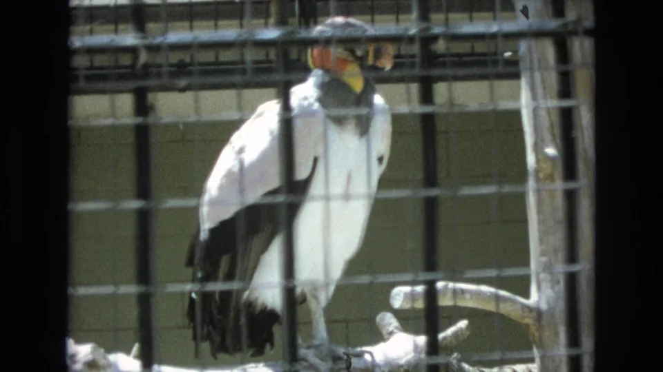 1973 Colorado Springs home-movie frame showing the caged bird in profile behind square wire mesh, with a branch perch and block wall visible inside the enclosure.
