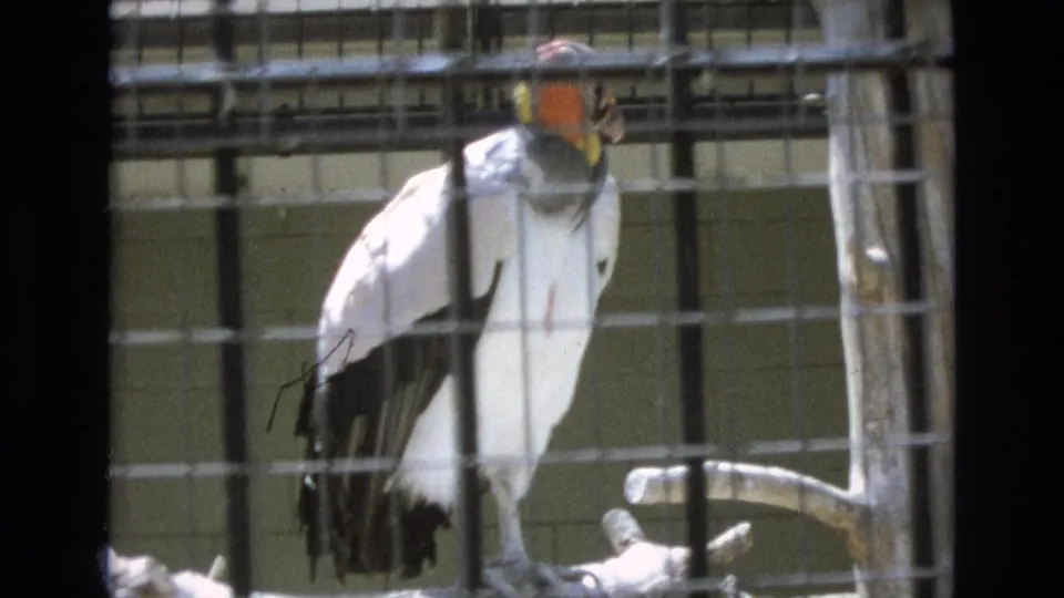 1973 Colorado Springs zoo frame showing the large caged bird facing forward through wire mesh, with a perch branch and enclosure wall behind it.