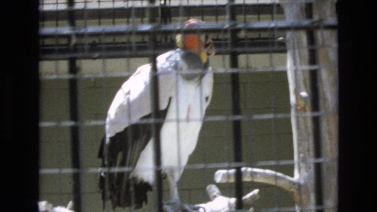 Large condor with white and black plumage stands on a wooden perch behind wire mesh in 1973 Colorado Springs home-movie footage.