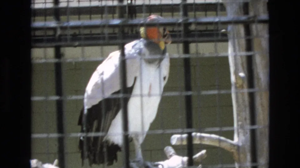 Large condor with white and black plumage stands on a wooden perch behind wire mesh in 1973 Colorado Springs home-movie footage.