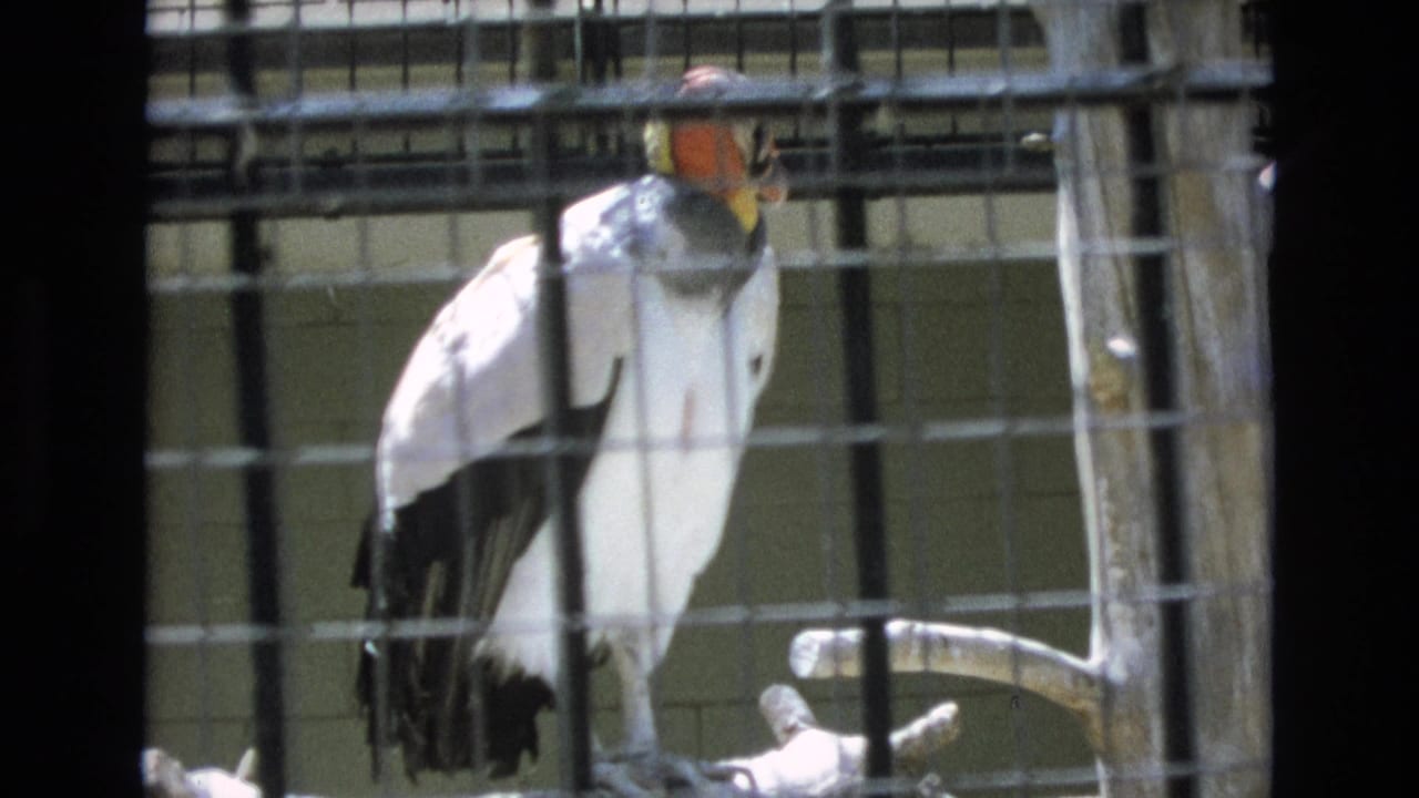 Condor facing sideways behind cage bars on a branch perch.