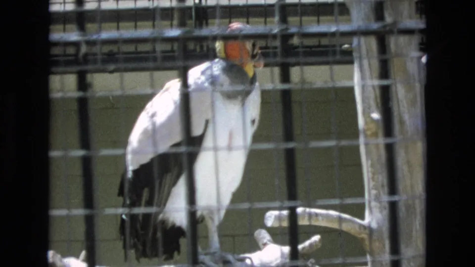 Side view of the condor perched in a wire enclosure, with its colorful bare head and hooked beak visible through the cage bars.