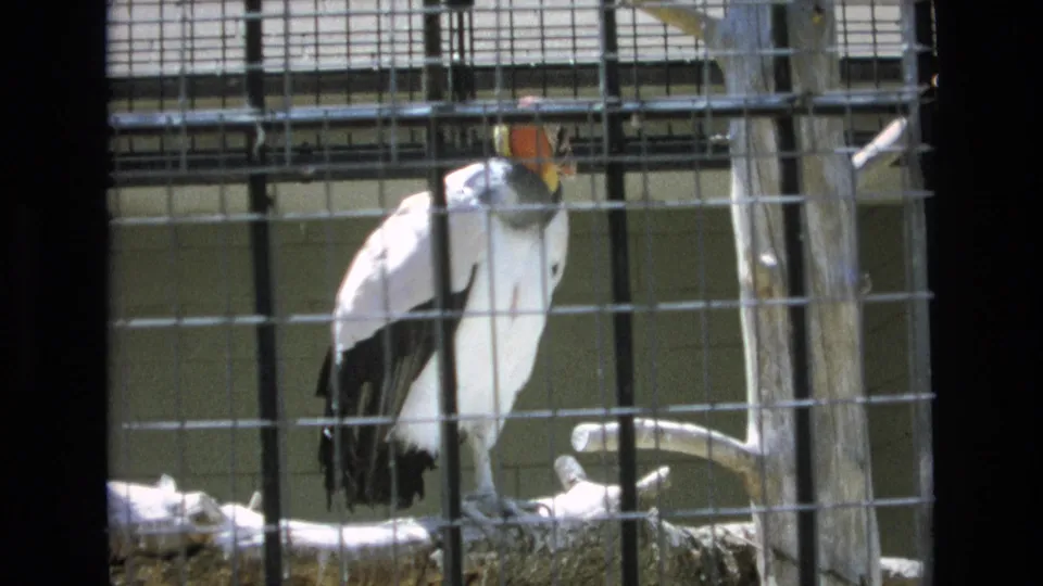 The condor remains perched behind the enclosure mesh, partially framed by dark vertical edges and soft 8mm film grain.