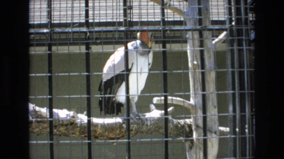 Wider view of the condor in the wire enclosure, showing more cage structure and perch material in the supplied 1973 Colorado Springs clip.