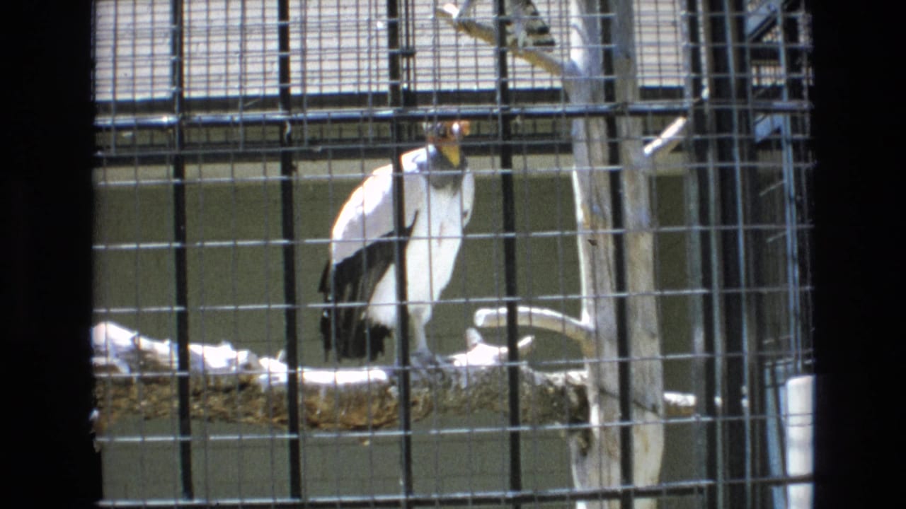 1973 Colorado Springs 8mm frame showing a white-and-black large raptor standing on a perch behind wire mesh in bright daylight.