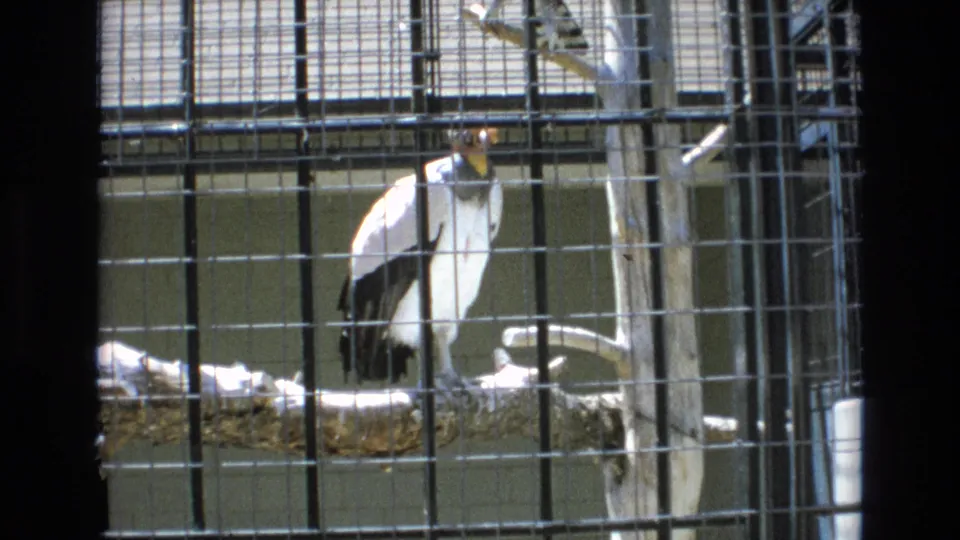 1973 Colorado Springs 8mm frame showing a white-and-black large raptor standing on a perch behind wire mesh in bright daylight.