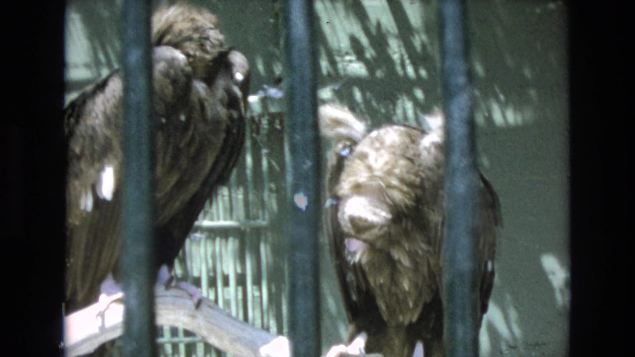 1973 Colorado Springs home-movie frame showing two dark-feathered vultures perched behind vertical bars in a green enclosure with dappled shadows.