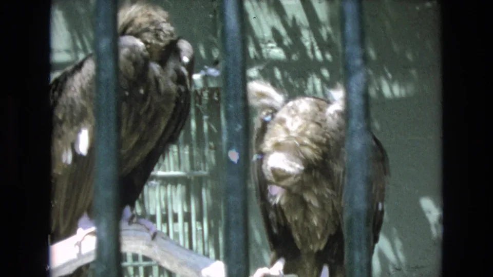 1973 Colorado Springs home-movie frame showing two dark-feathered vultures perched behind vertical bars in a green enclosure with dappled shadows.