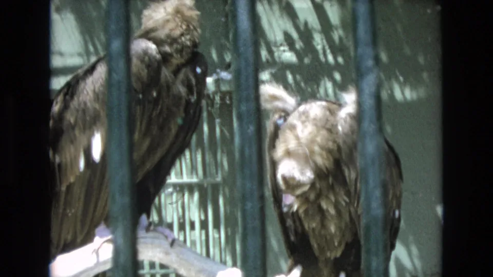 1973 Colorado Springs 8mm frame showing dark vultures close together inside a barred enclosure, with one bird partly turned as if preening or resting.