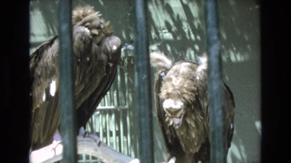 1973 Colorado Springs home-movie frame showing two dark vultures in a green barred enclosure, one facing forward while the other perches beside it.