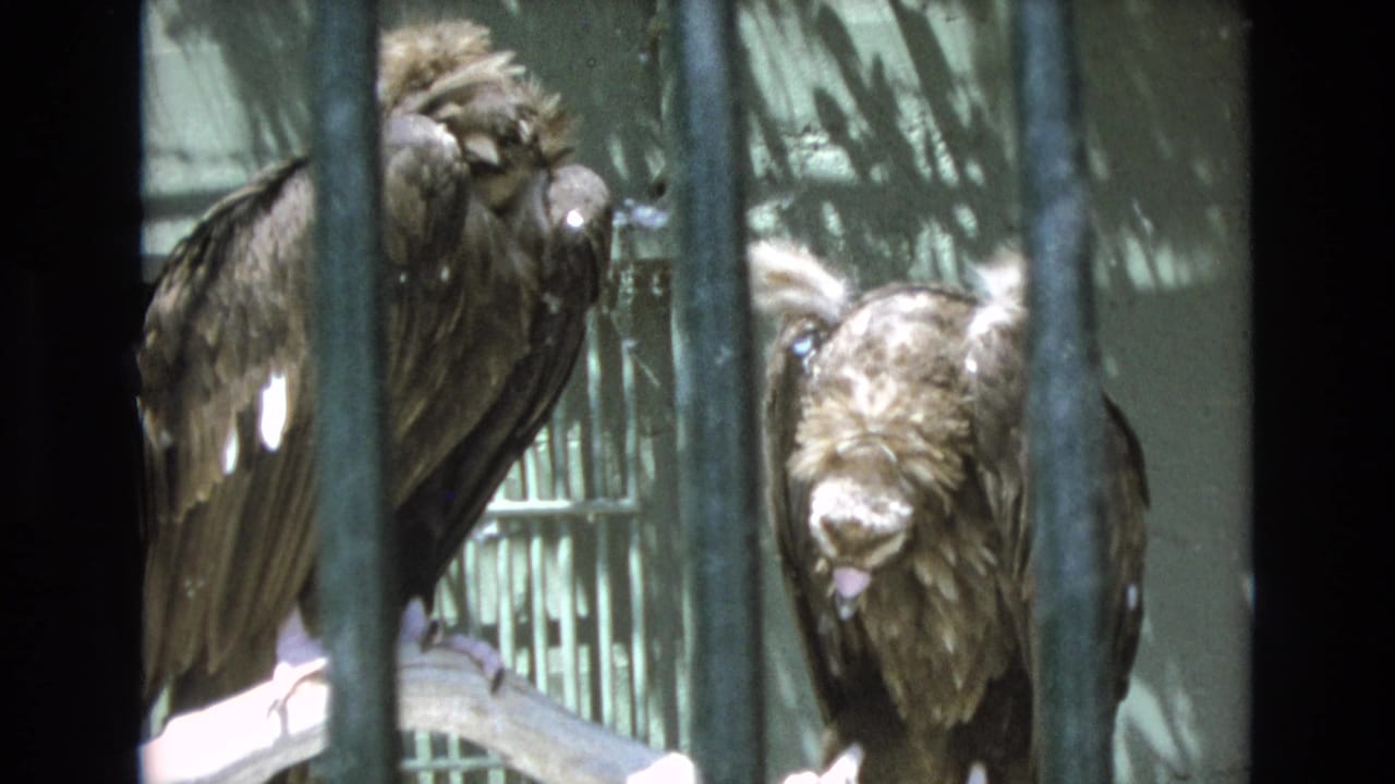Two large dark birds, likely captive raptors or vultures, perch behind dark vertical bars in 1973 Colorado Springs home-movie footage.