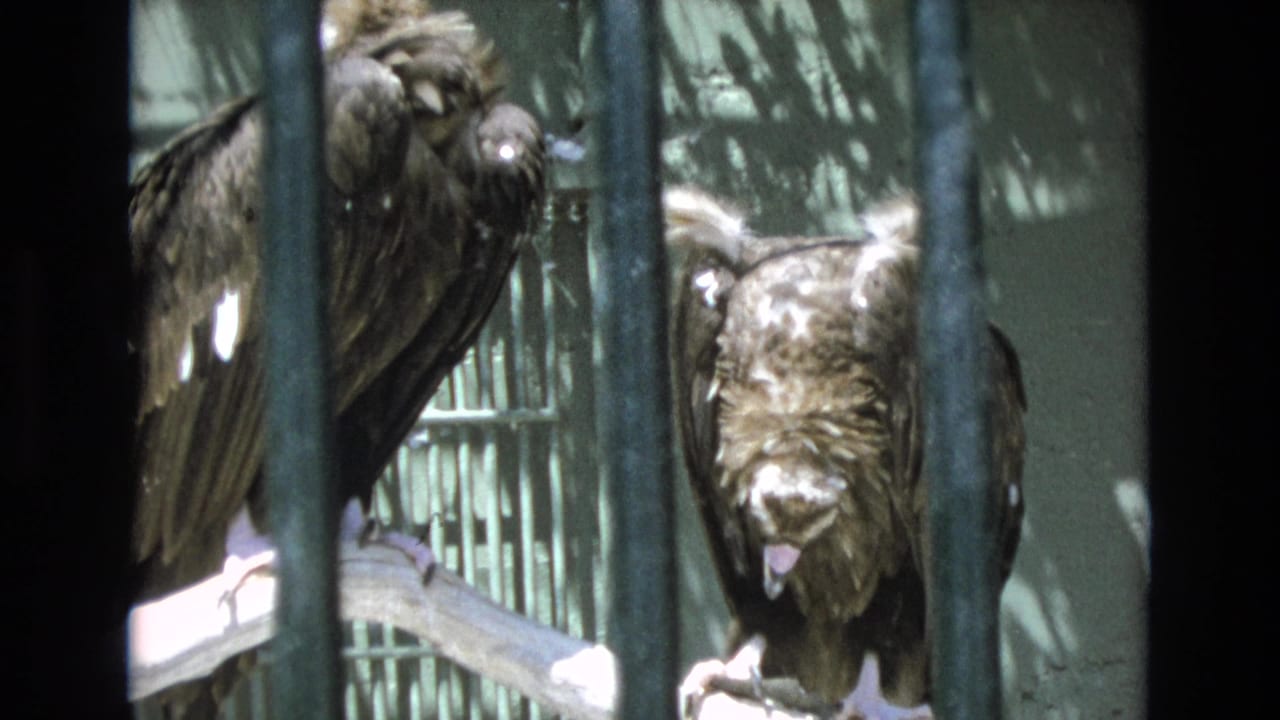 Two large birds stand close together behind bars, with one facing the camera.