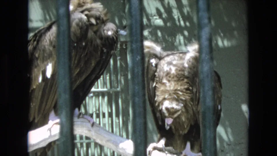 Two large captive birds are framed through dark bars, one turned toward the camera and the other partly side-on, in vintage 8mm footage from Colorado Springs.