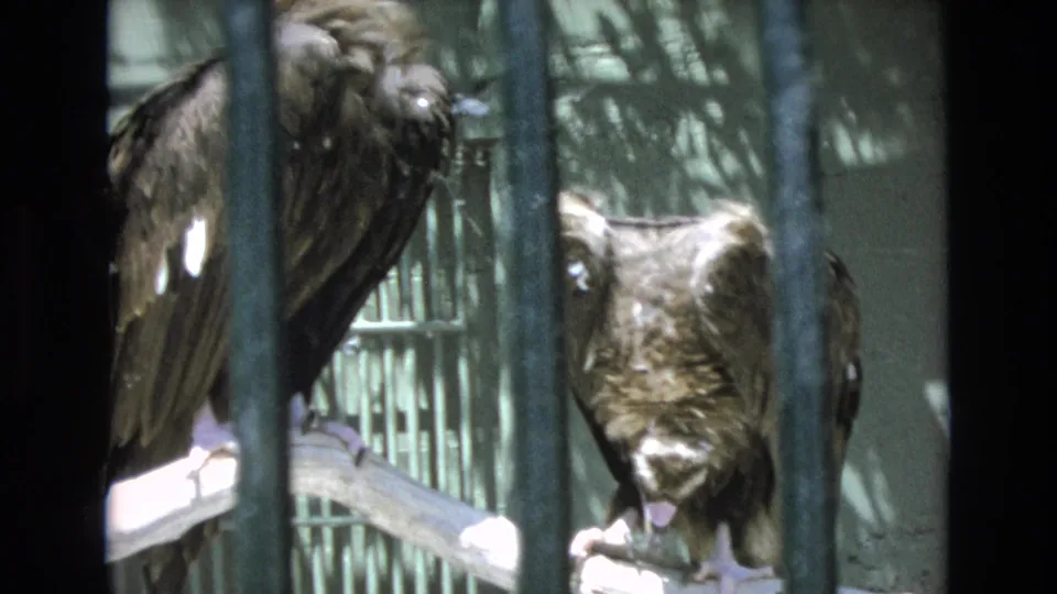 The camera holds close on a dark perched bird inside the enclosure, with a second bird partly visible through the bars in the same 1973 home-movie sequence.