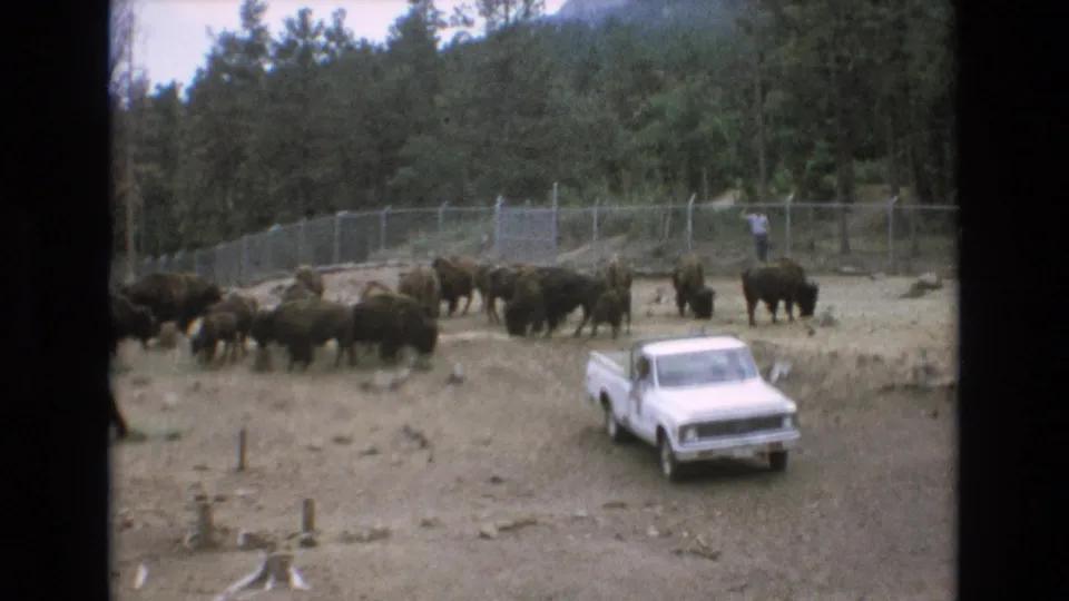 1973 Colorado Springs home-movie frame showing a bison herd in a fenced dirt enclosure, a white pickup truck, wooded hillside, chain-link fence, and a distant standing person.
