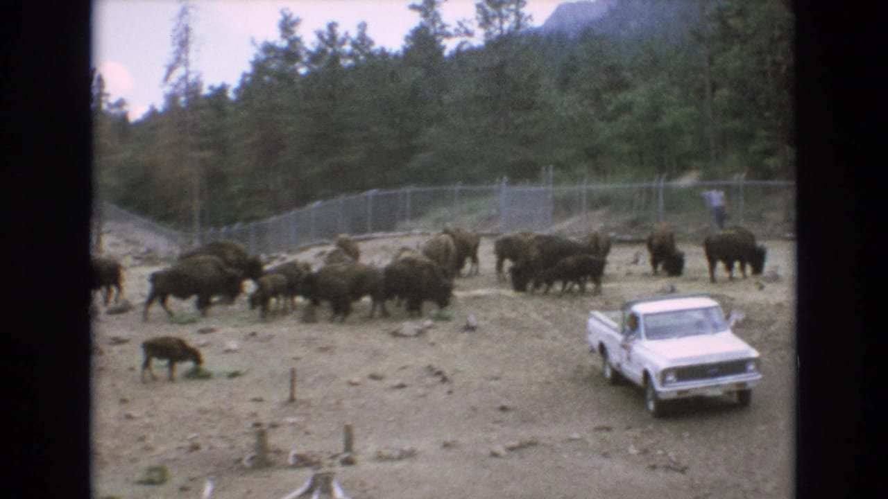 1973 Colorado Springs home-movie frame showing bison grazing in a fenced dirt enclosure, with a white pickup truck parked near the herd and trees behind them.