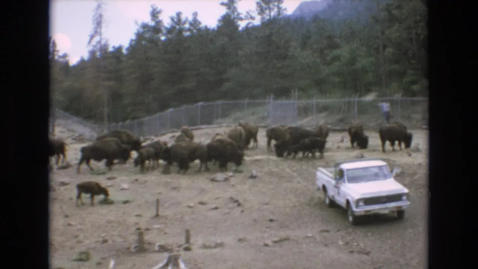 1973 Colorado Springs home-movie frame showing bison grazing in a fenced dirt enclosure, with a white pickup truck parked near the herd and trees behind them.