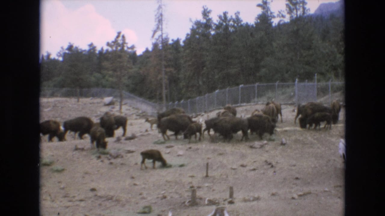Bison move and graze inside a fenced enclosure with trees in the background.