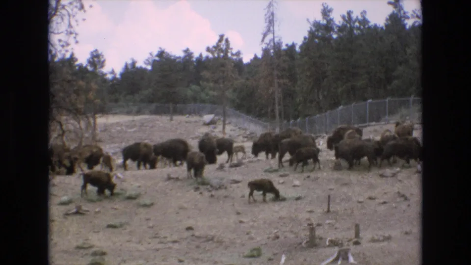 1973 Colorado Springs home-movie frame showing bison spread across a dusty fenced area, with rocks, logs, trees, and a faint mountain backdrop visible.