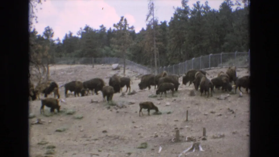 1973 Colorado Springs frame showing a herd of bison grazing in a managed fenced enclosure, with rough ground, trees, and a mountain slope in the background.