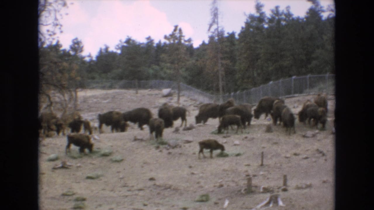 1973 Colorado Springs 8mm frame showing adult bison and calves grazing on dry rocky ground inside a chain-link enclosure with pine trees behind them.